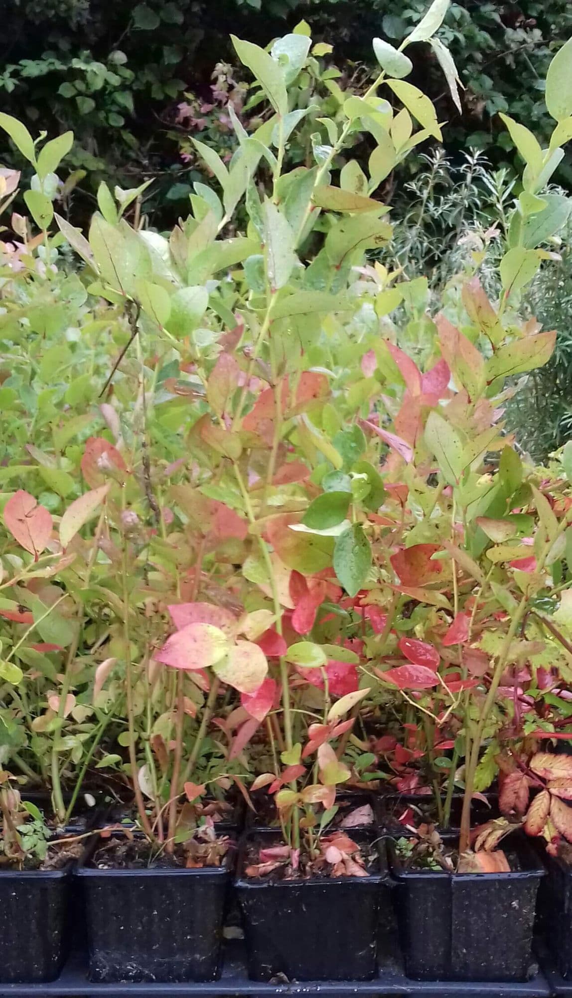 Roze bosbes, Vaccinium 'Pink Lemonade' in p9pot