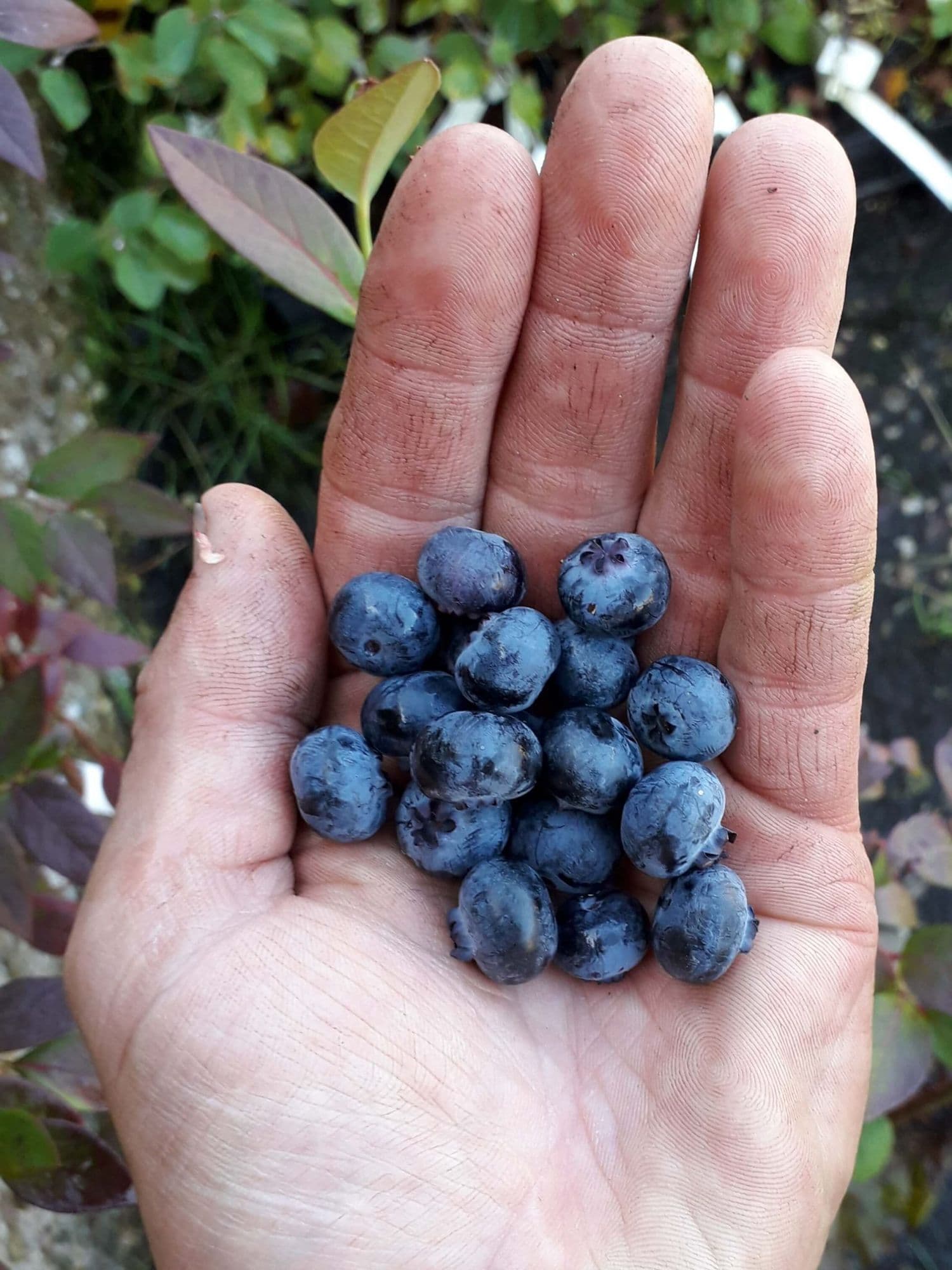 Blauwe bes, Vaccinium 'Spartan'plant in p9pot
