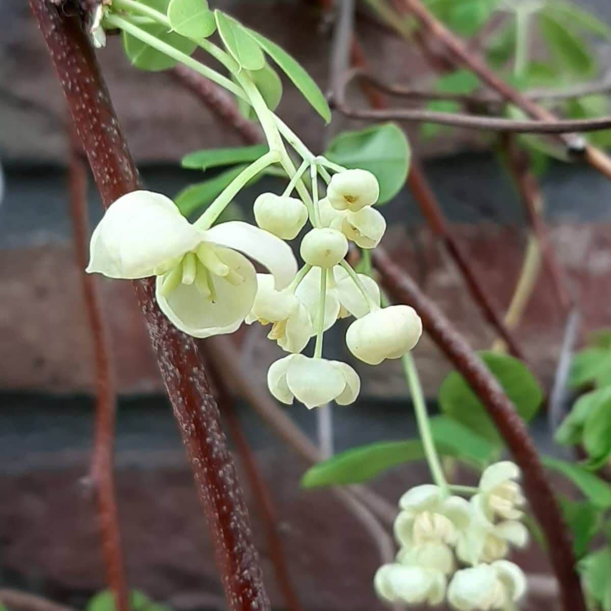 Chocoladerank, Akebia quinata 'Alba'