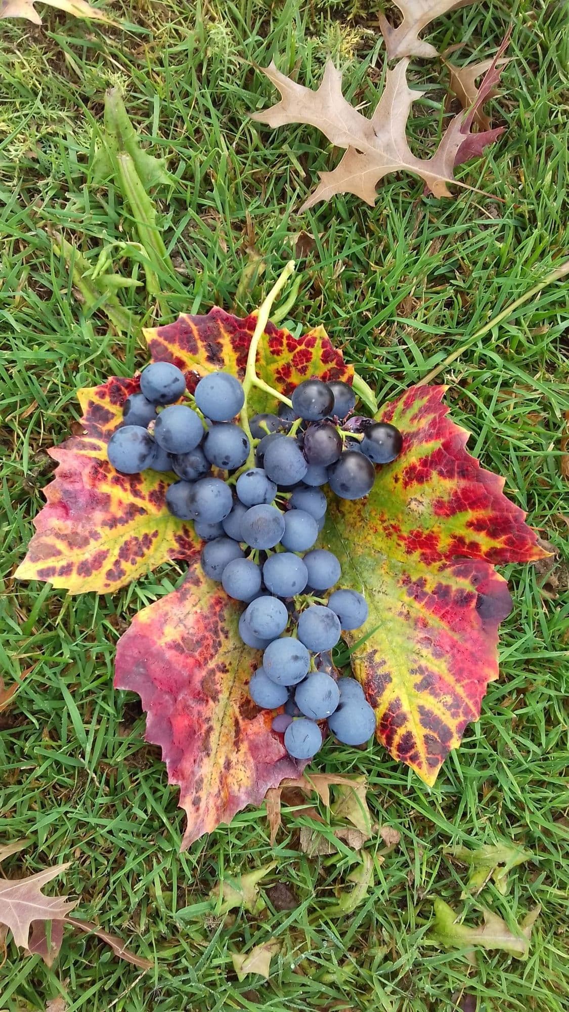 Zoete druif Vitis 'Muscat Blue' 1Lpot 60/80cm