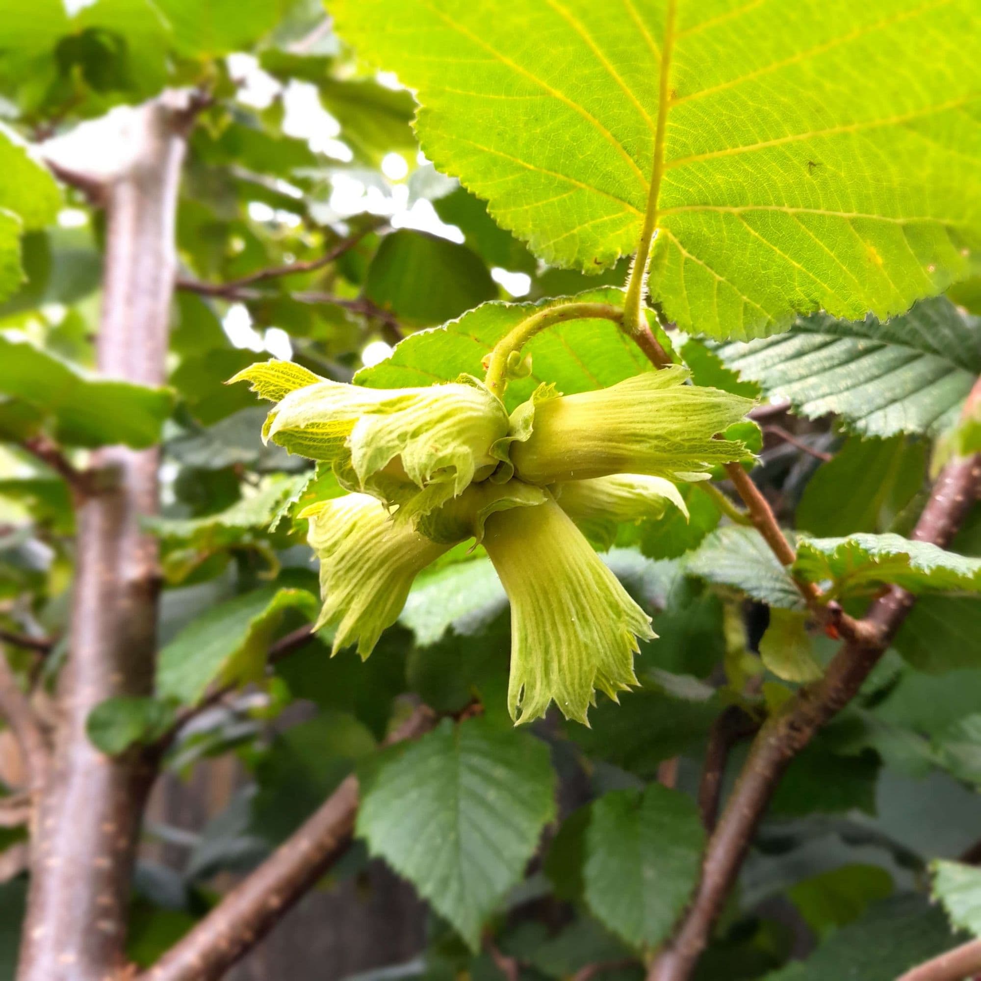 Grootvruchtige hazelnoot, Corylus av. 'Lange spaanse' ( 'Kentish Cob') in 1Lpot geent op colurna