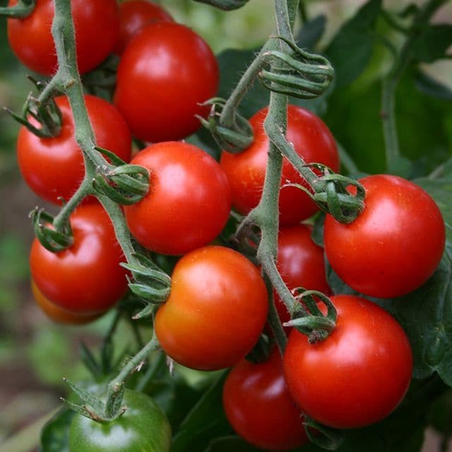 Cherrytomaat 'Zuckertraube' BIO - zaden
