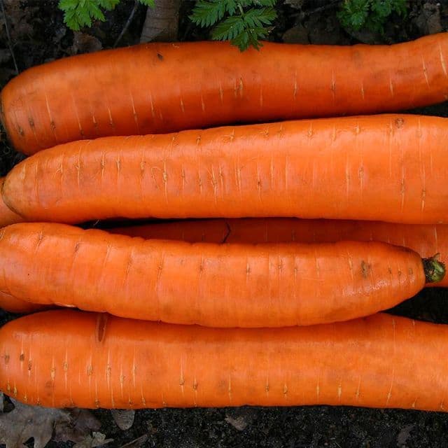 Winterwortel 'Flakkée 2' BIO - zaden