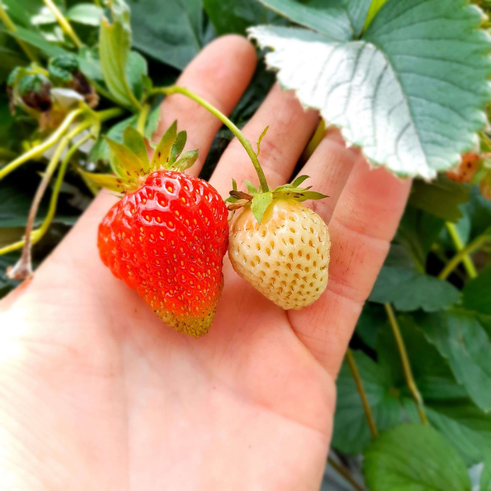 Zeer goede Aardbei, Fragaria 'Verdi'PBR (BIO!!) per 10 stuks kale wortel A2+