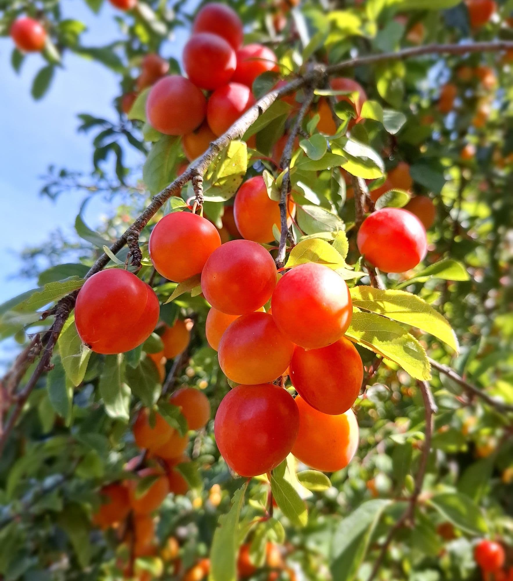 1 Kroos/kerspruim, Prunus c. 'Jamie'