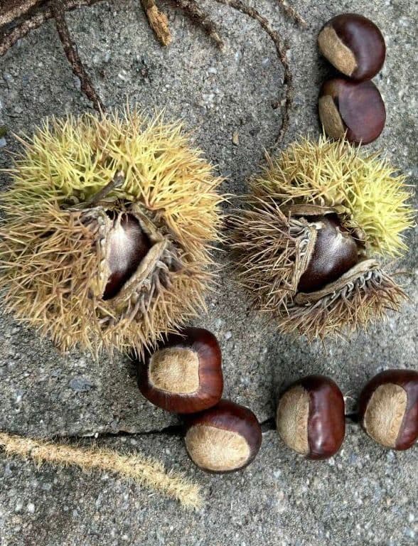 Tamme Kastanje, Castanea sativa 'Bouche de Betizac' (zeer grote noten!) in 7Lpot biowize gekweekt