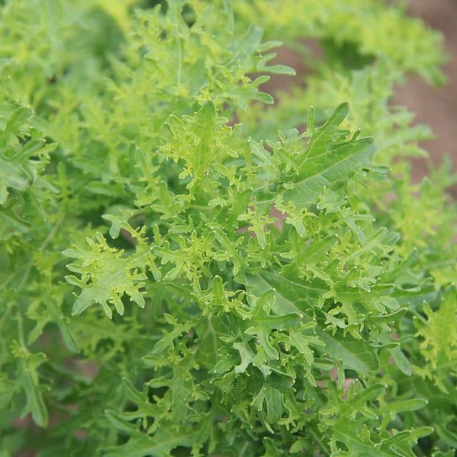 Bladmosterd 'Golden Frills' BIO - zaden