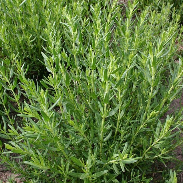 Hyssop BIO - zaden