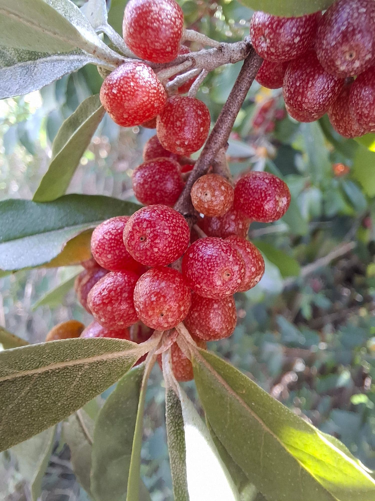 Olijfwilg, Elaeagnus umb. Garnet