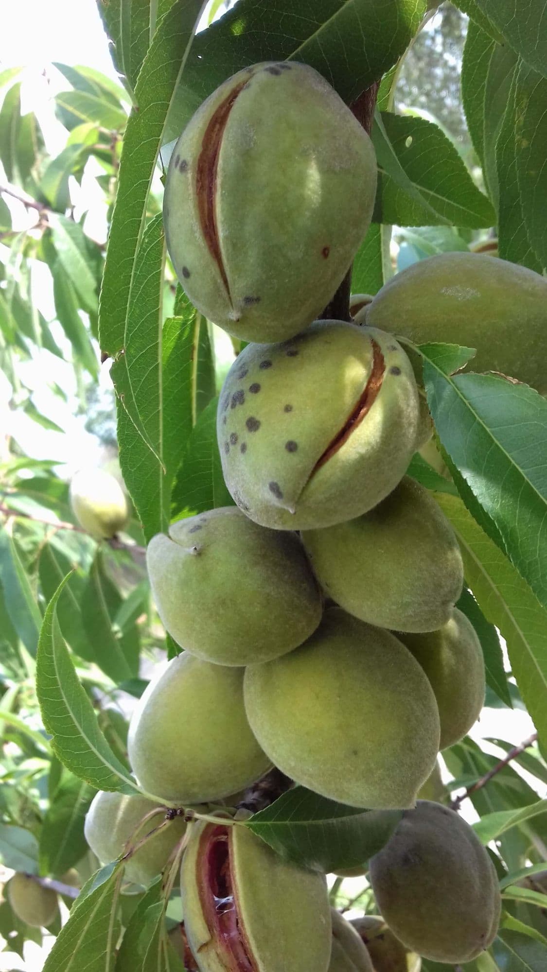 1 Zoete Amandel Prunus dulcis 'Nonpareil'
