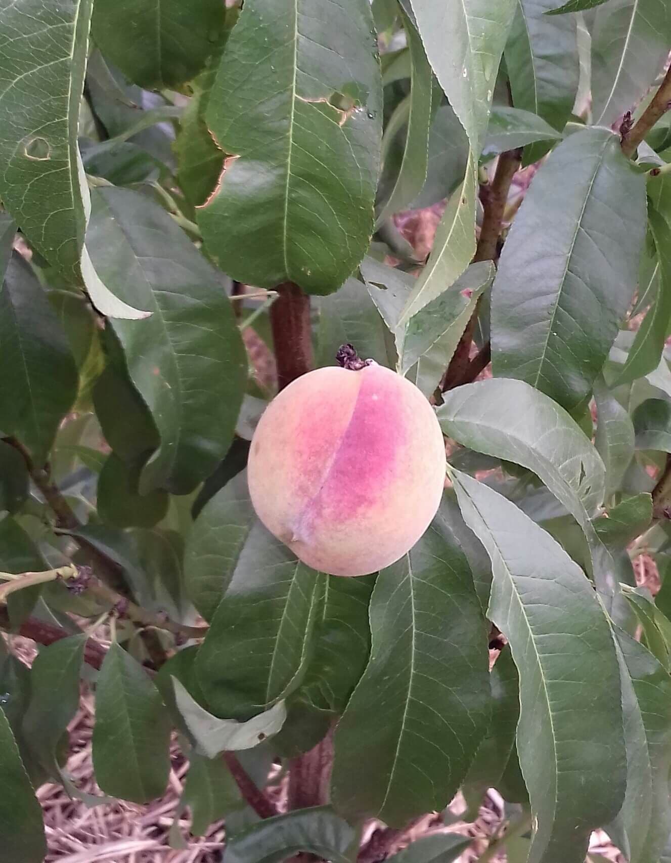 Perzik, Prunus per. 'Avalon Pride'