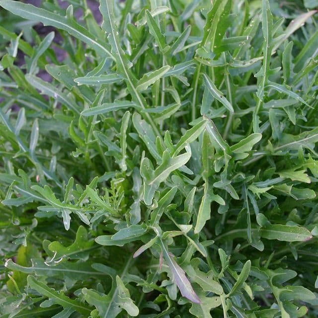 Rucola 'Selvatica' BIO - zaden