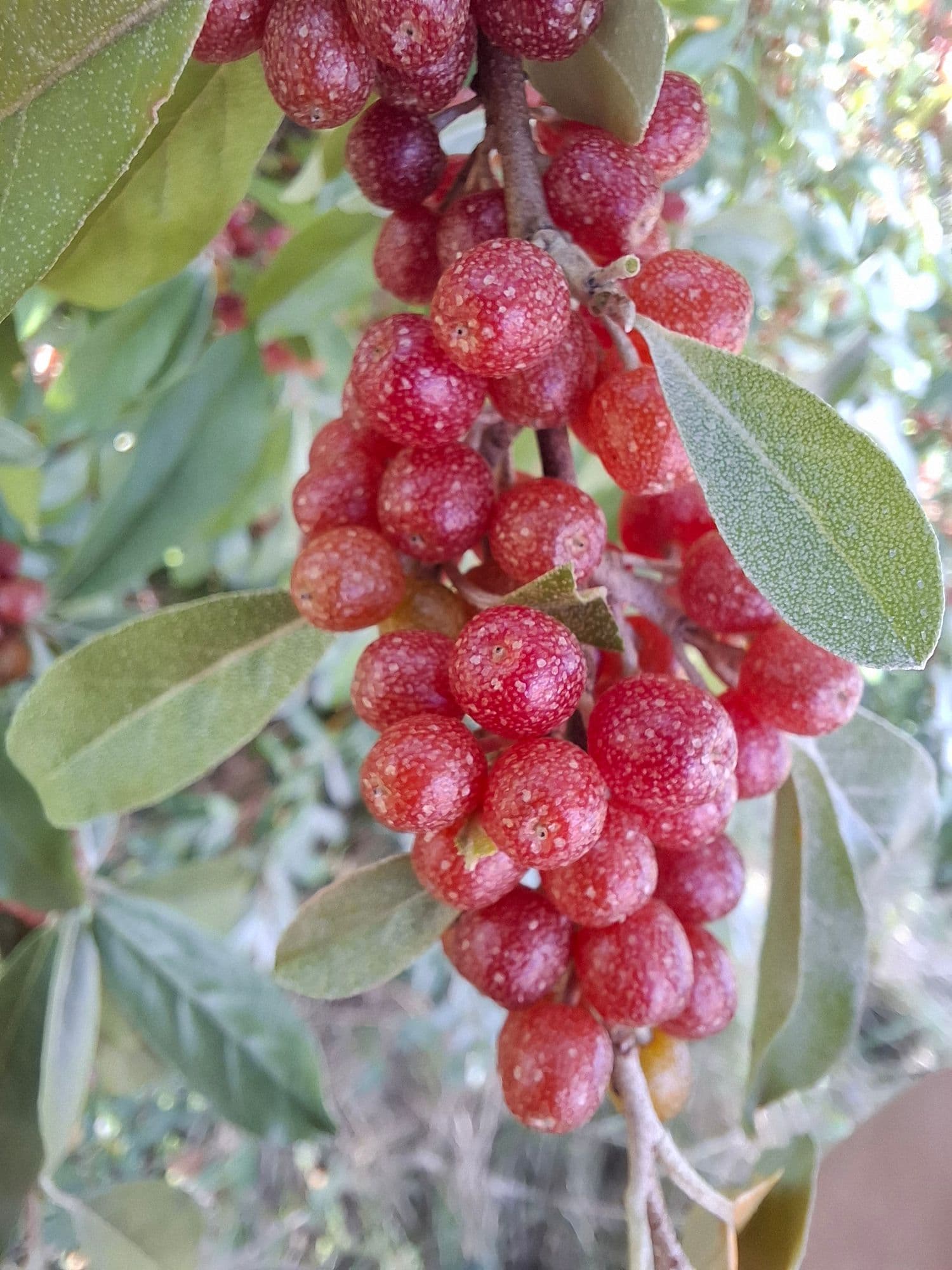 HerfstOlijfwilg, Elaeagnus umb. 'Newgate' in p9 pot