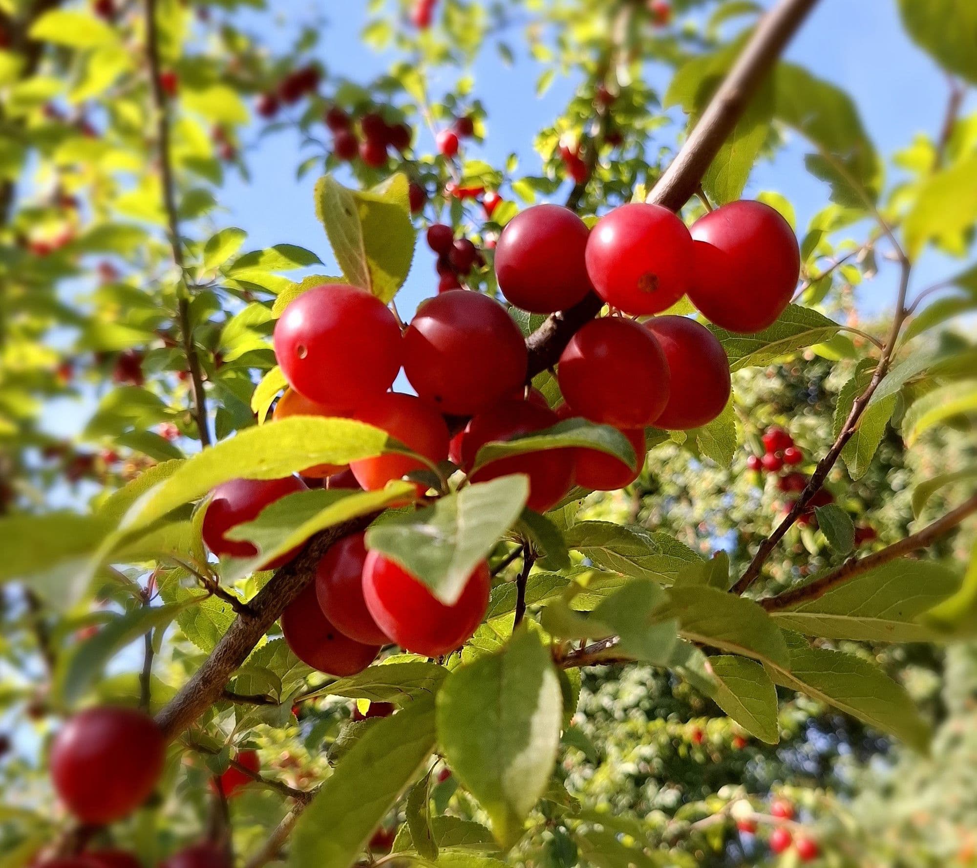 1 Kroos/kerspruim, Prunus c. 'Juicy Spring'