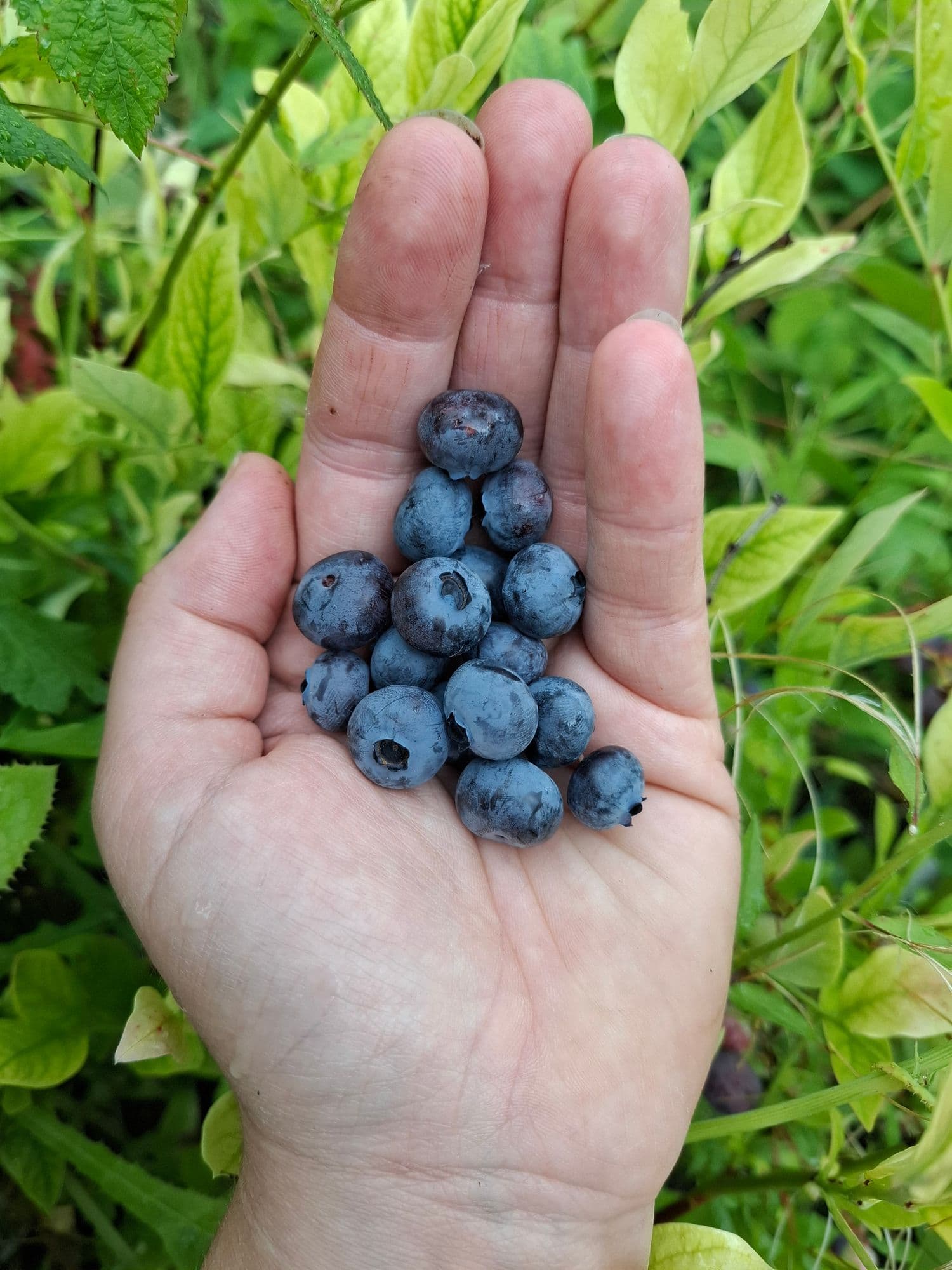 Blauwe trosbes, Vaccinum 'Toro' plant in p9pot