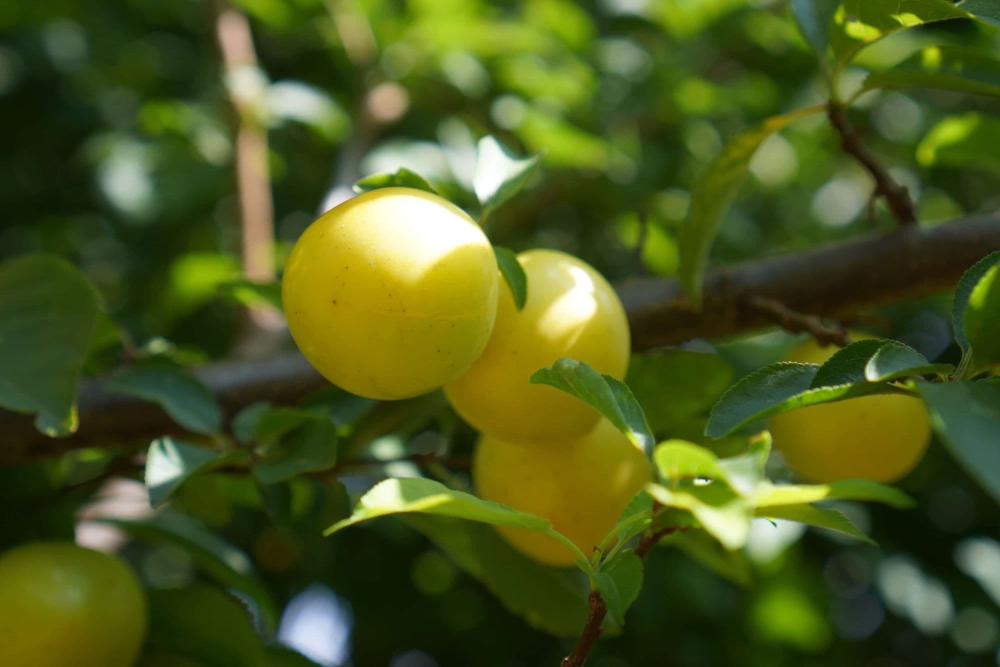 1 Mirabelpruim, Prunus 'Mirabelle de Nancy'