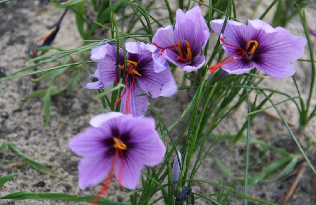 Saffraankrokus Crocua sativus