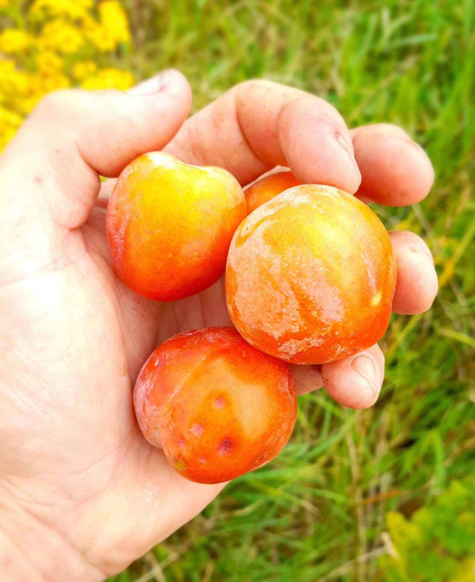 Russische pruim, Prunus salicina x cerasifera 'Skoroplodnaja'