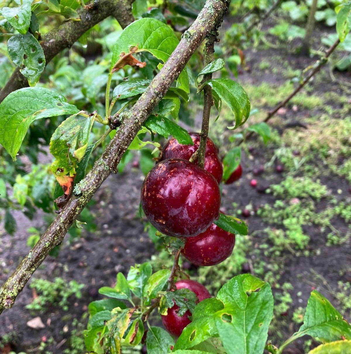 Cherrykot Prunus besseyi x Prunus salicina 'Brave Heart'