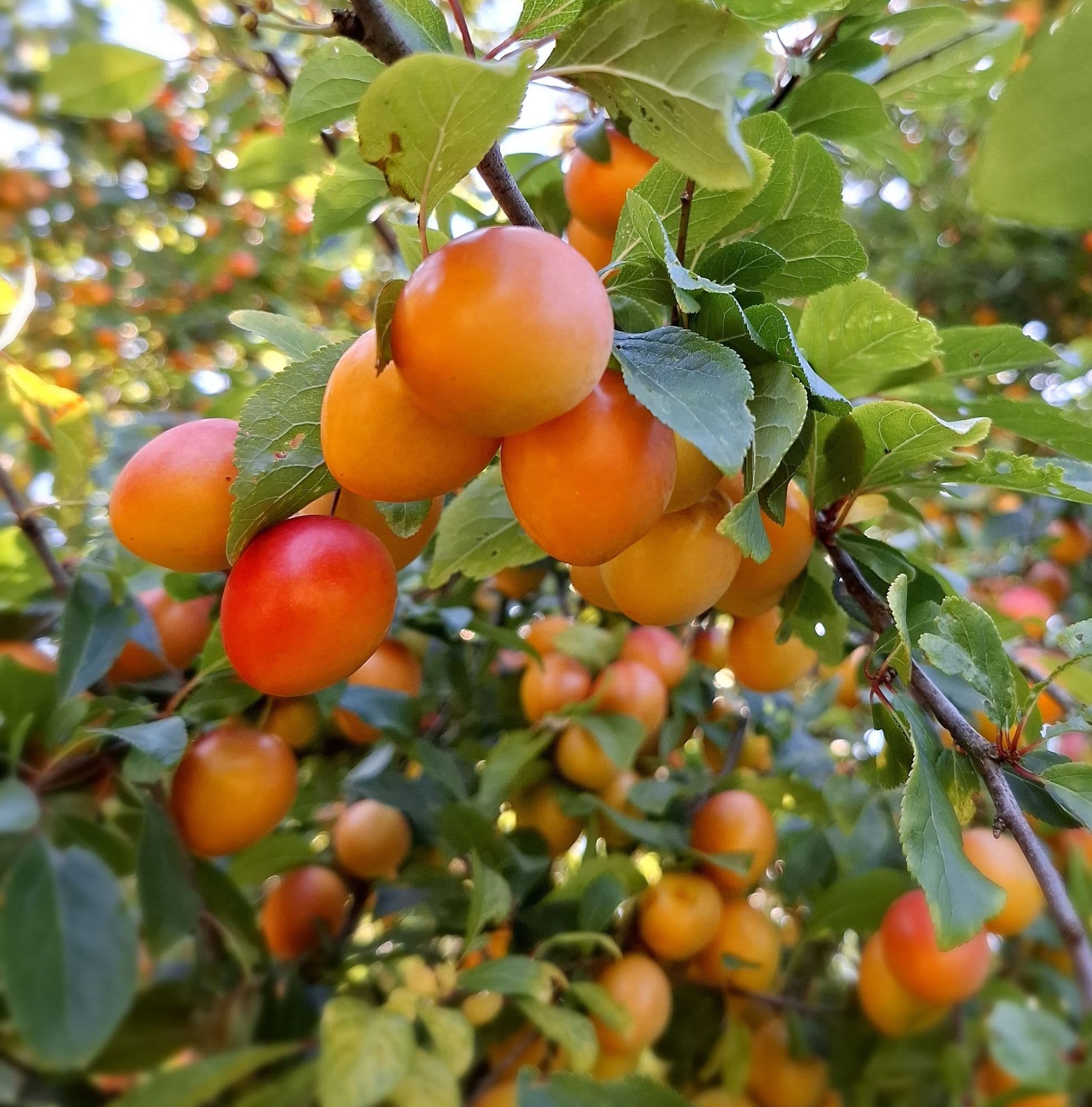 1 Kroos/kerspruim, Prunus c. 'Juicy Max'