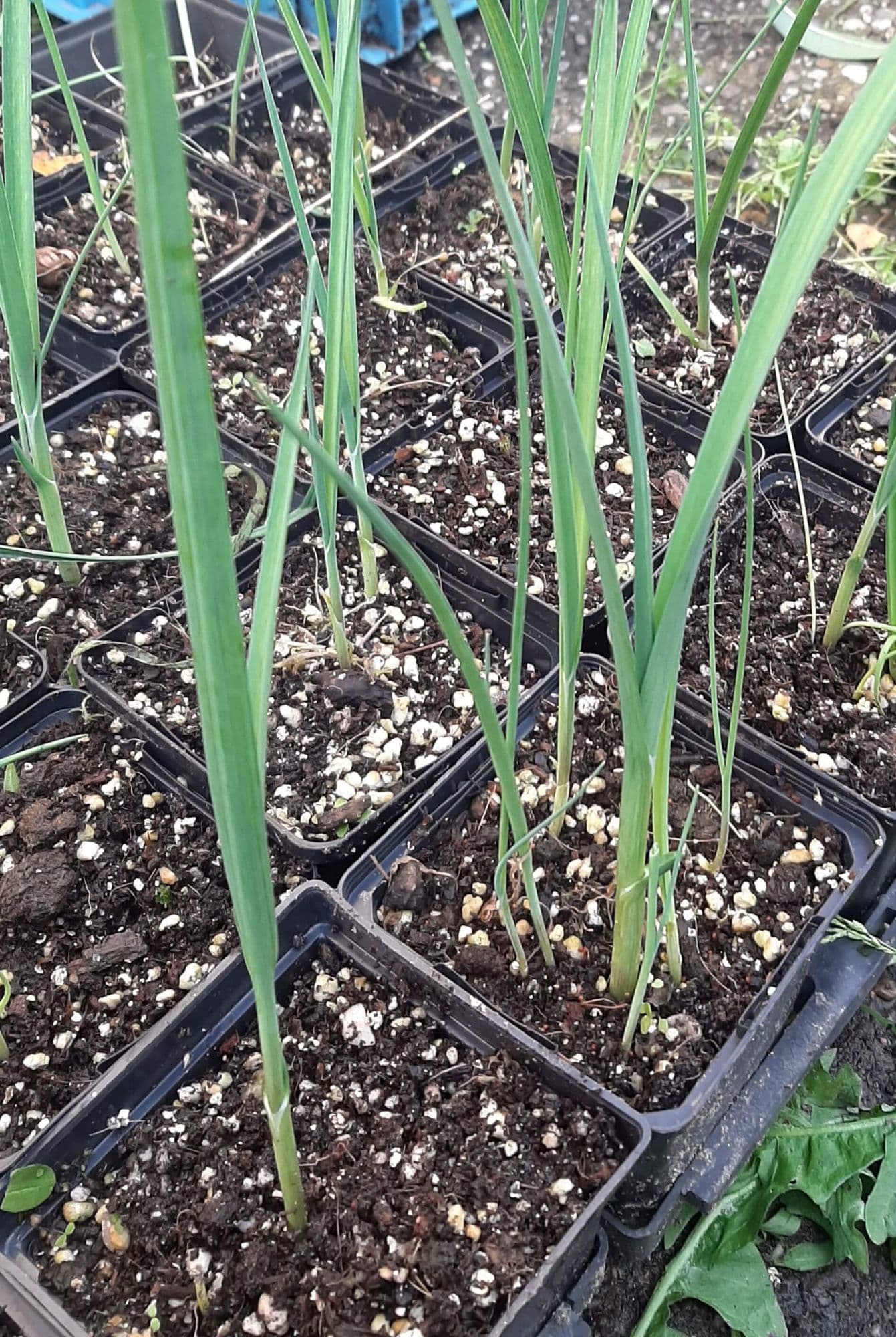 Oerprei, Allium ampeloprasum