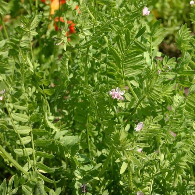 Serradelle - Groenbemester/Bijenplant BIO - zaden