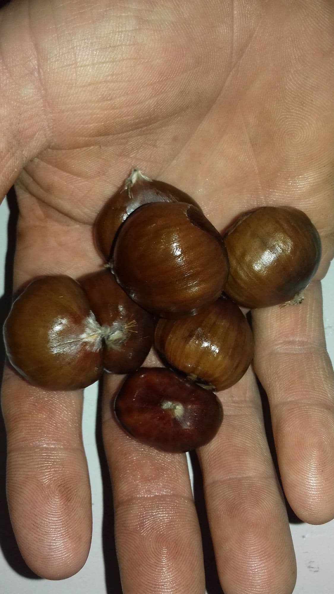 Grootvruchtige tamme kastanje, Castanea sat. 'Marigoule' in 7Lpot biowize gekweekt