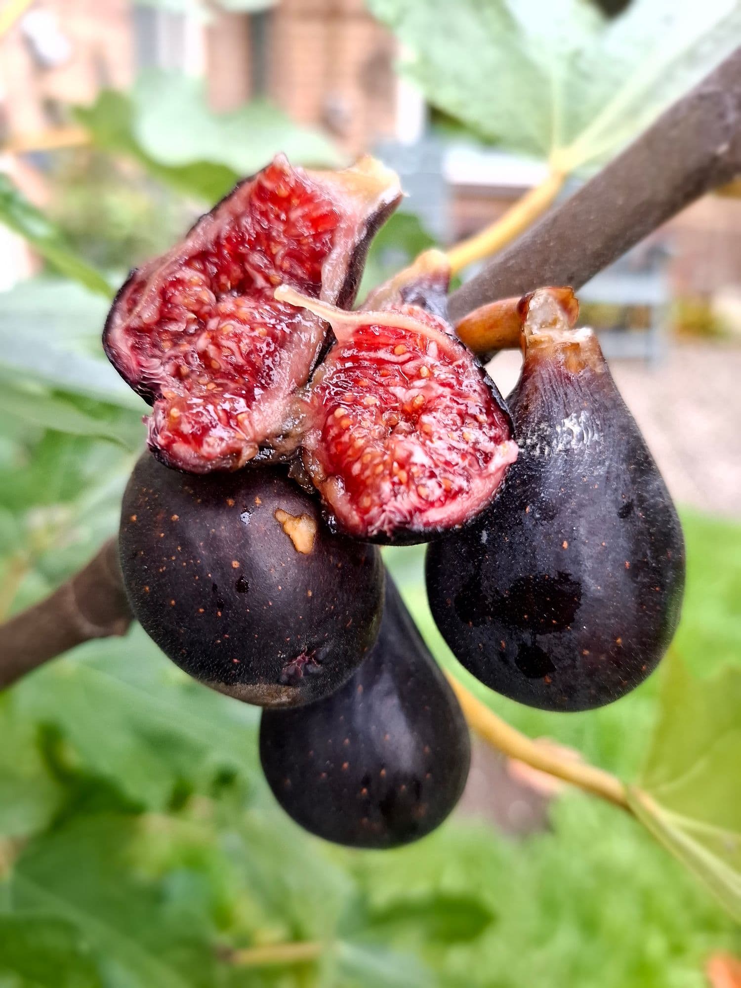 Dwerg Vijg, Ficus 'Miss little Figgy'PBR ( Planten in 1Lpot)