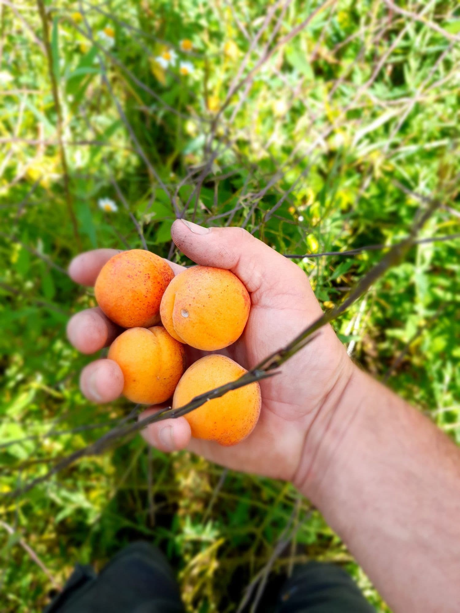 Abrikoos, Prunus ar. 'Tomcot'