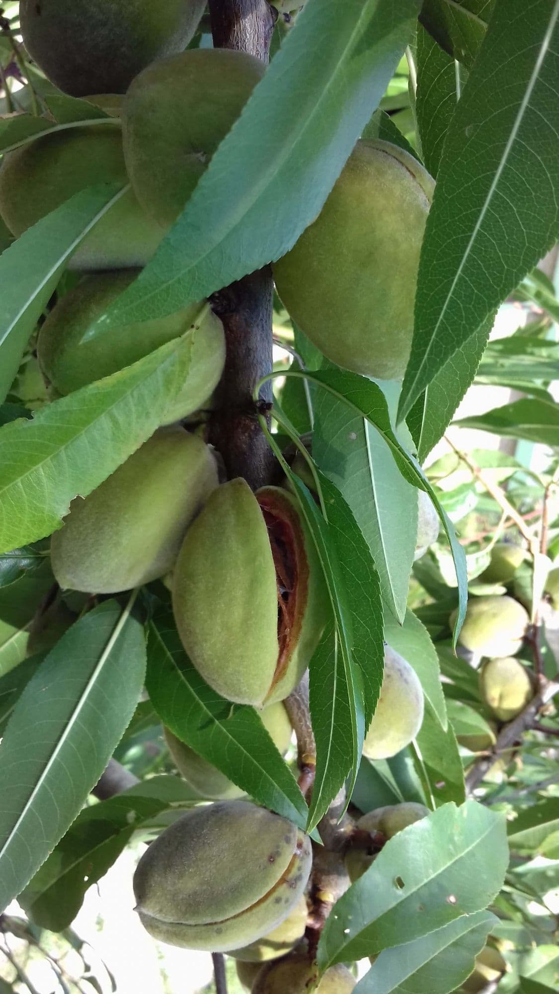 1 Zoete Amandel Prunus dulcis 'Texas'