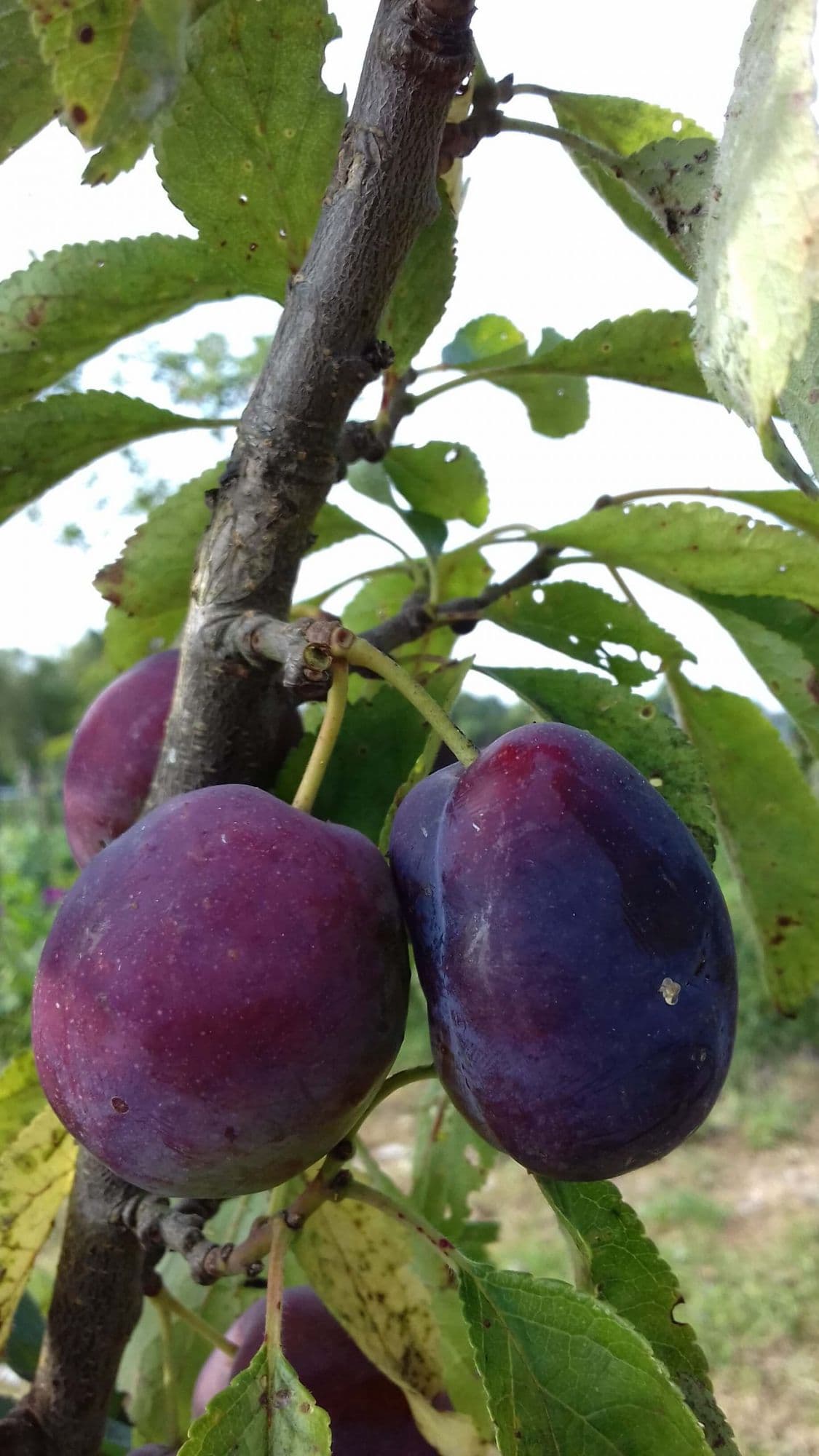 Siberische Pruim, Prunus x 'Shater'