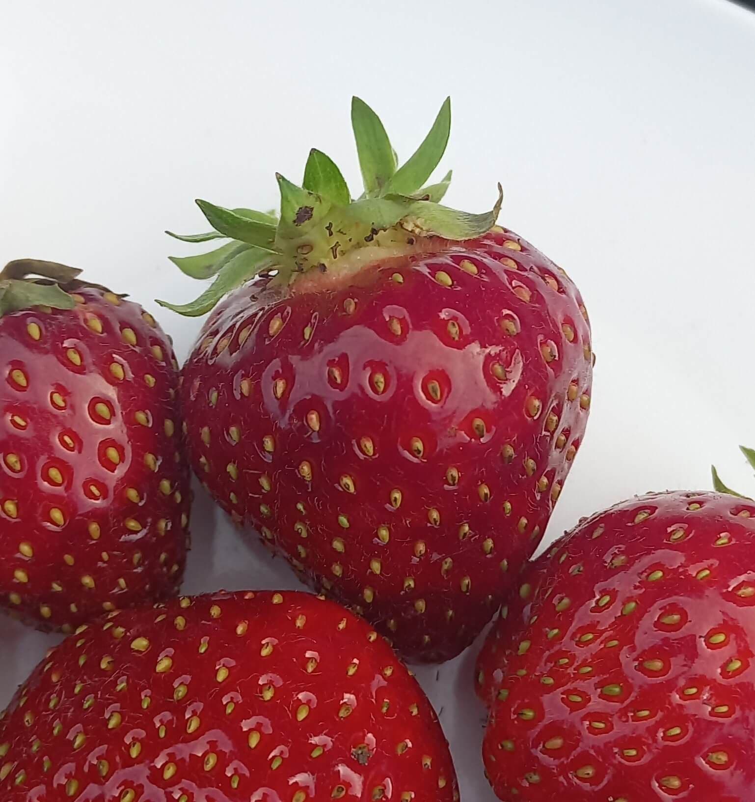 (zeer) laat rijpende aardbei, Fragaria 'MalwinaPBR' (BIO!!) per 10 stuks kale wortel A2+