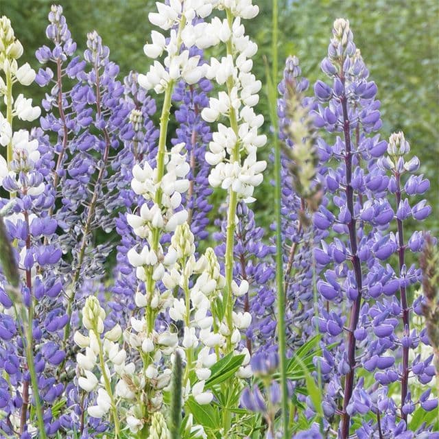 Blauwe Lupine - Groenbemester/Bijenplant BIO - zaden
