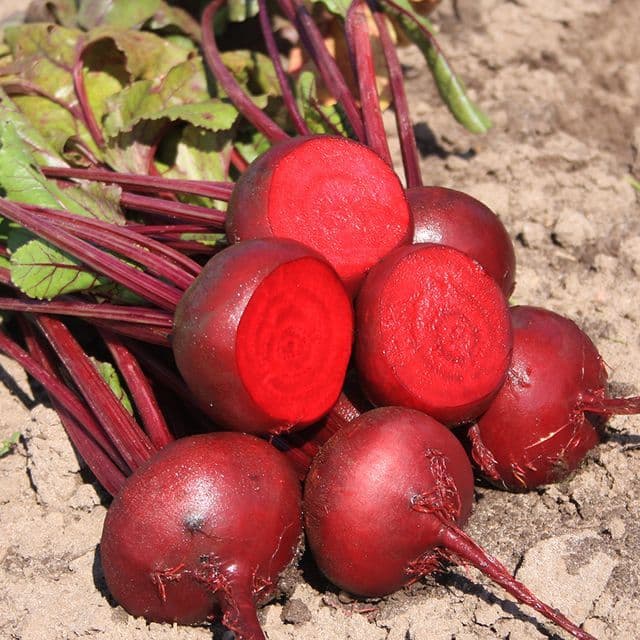 Rode biet Beta vulgaris 'Kogel 2' BIO - zaden