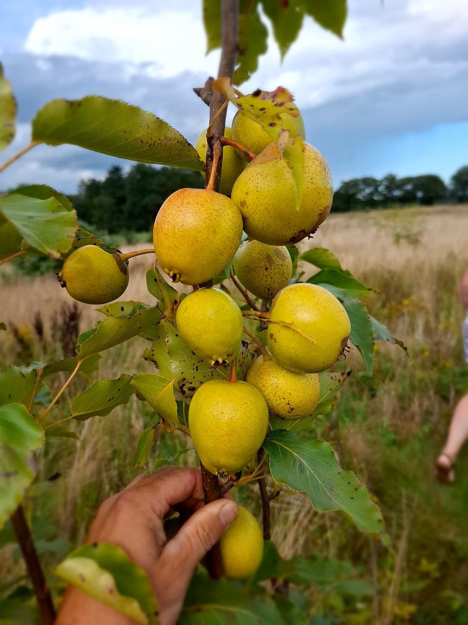 Chinese Ya-peer Pyrus x bretschneideri Early Shu ( vroeg rijpend en houdbaar)
