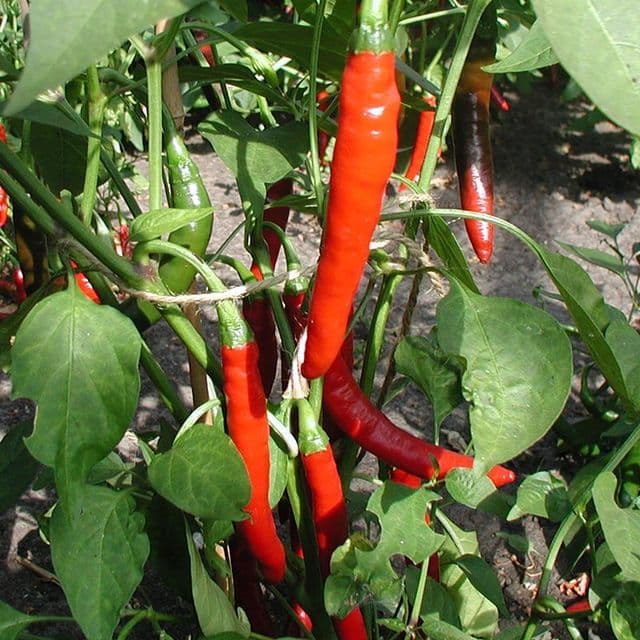 Peper 'Westlandse Lange Rode' BIO - zaden
