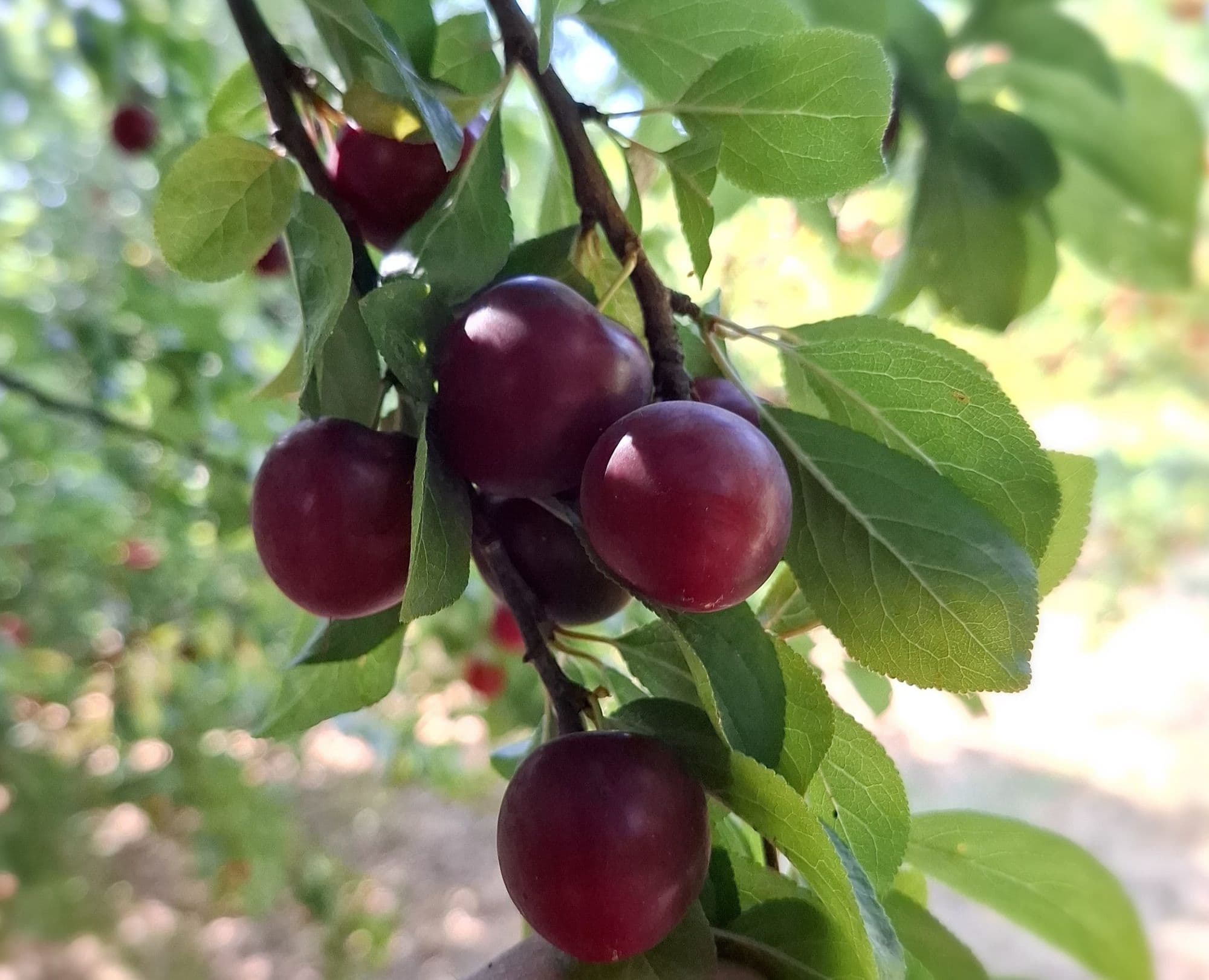 1 Kroos/kerspruim, Prunus c. 'Black Jewel'