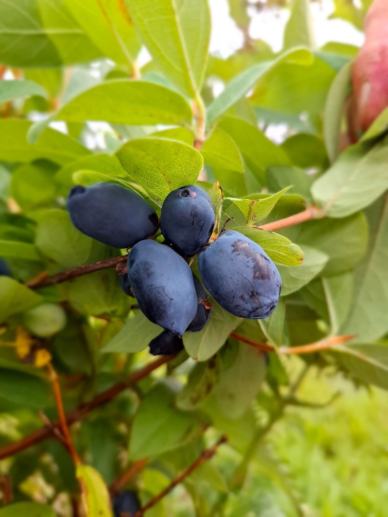 Honingbes, Haskap, Lonicera 'Strawberry Sensation'