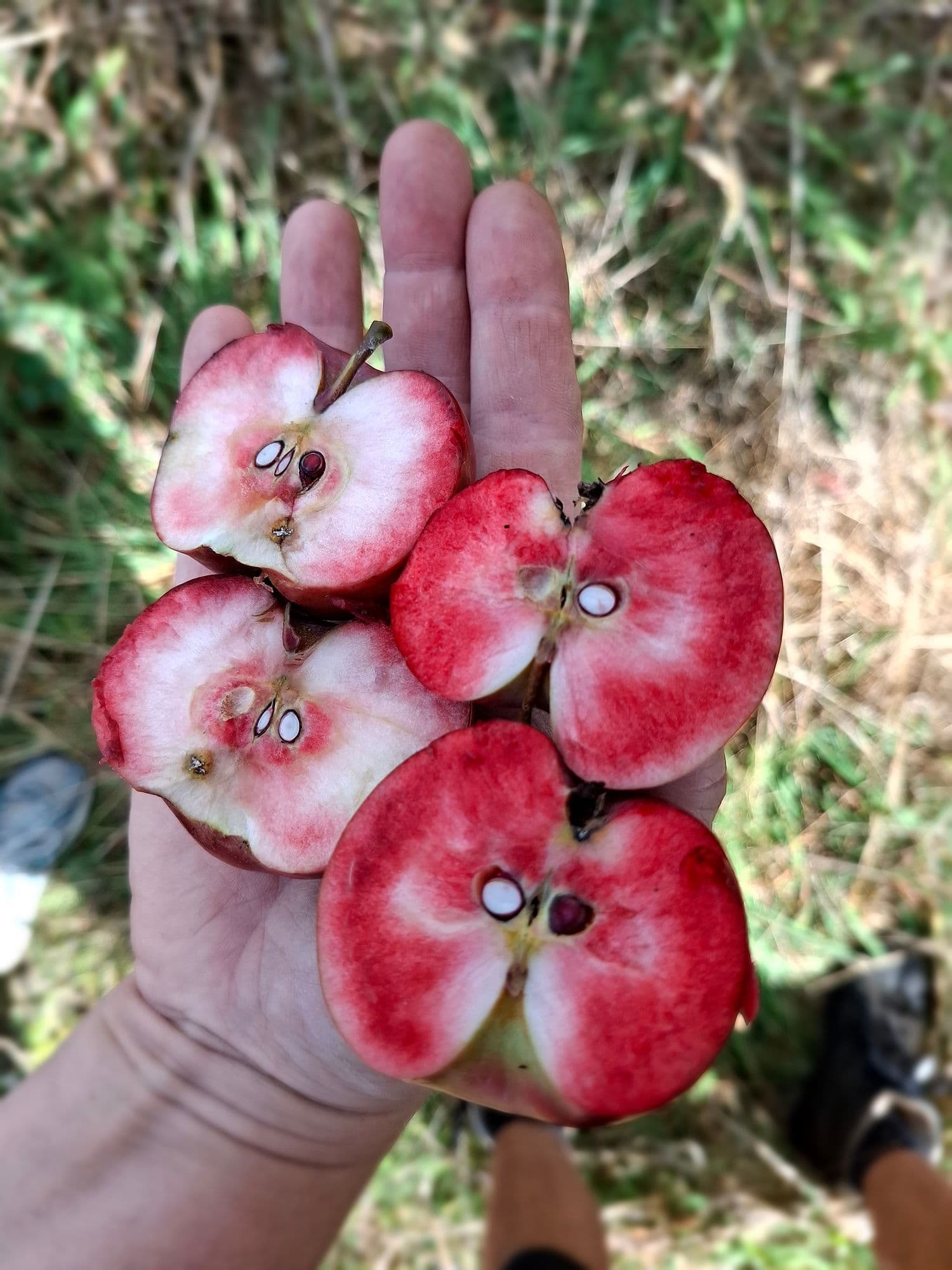 Roodvlezige appel, Malus 'Zweedse rode'