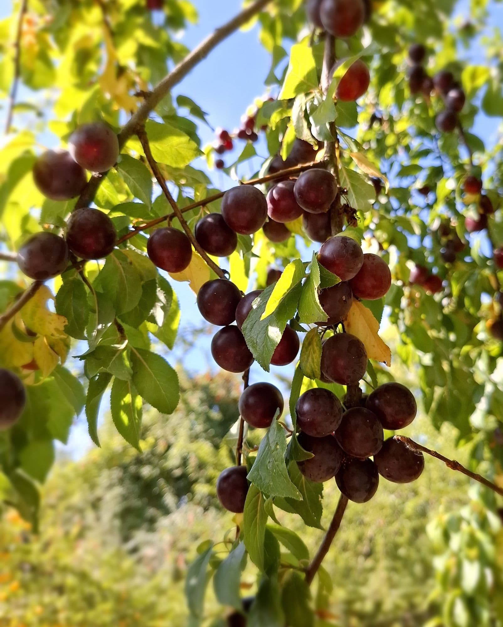 1 Kroos/kerspruim, Prunus c.'Dark Cullin'