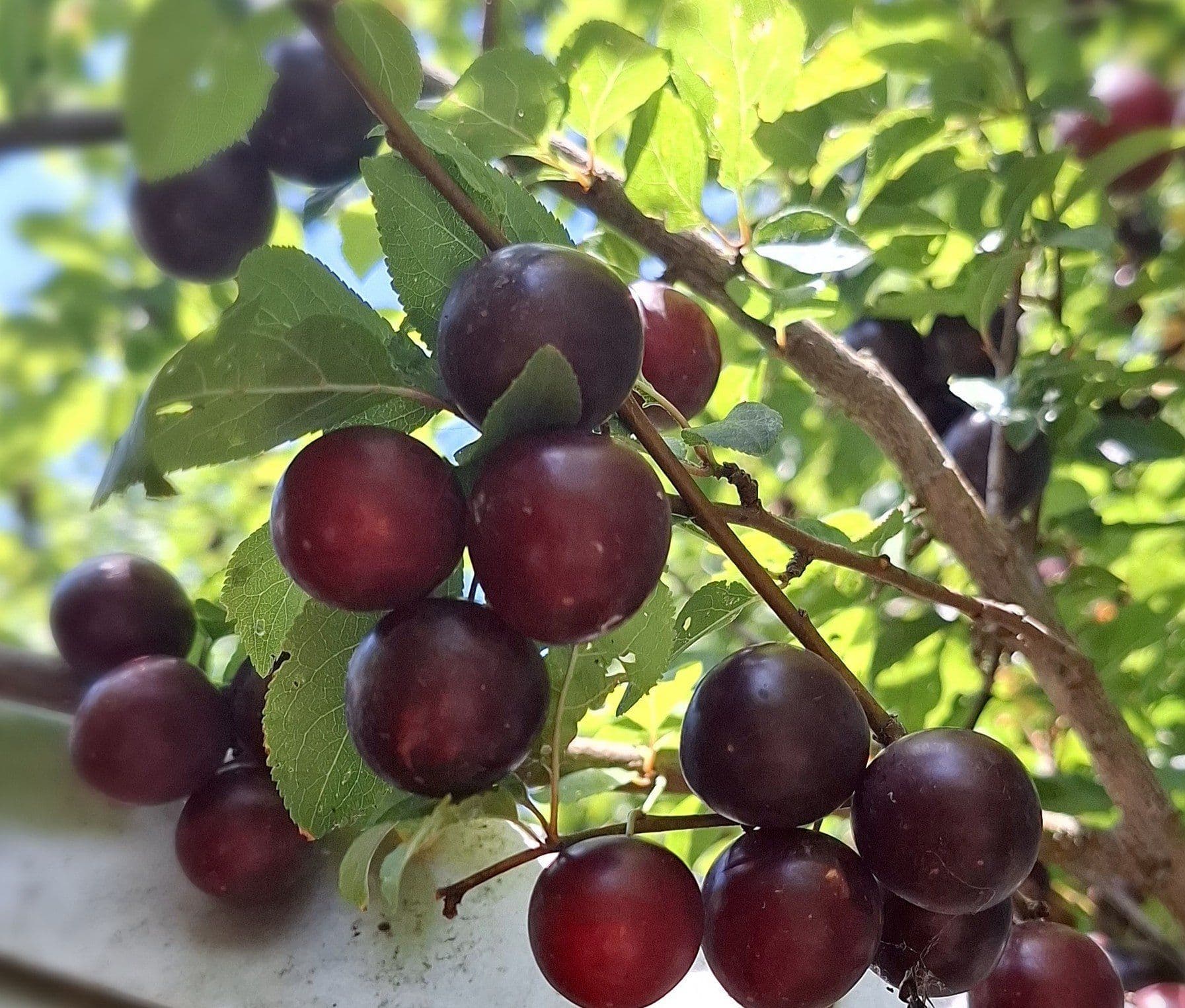 1 Kroos/kerspruim, Prunus c. 'Early Taste'
