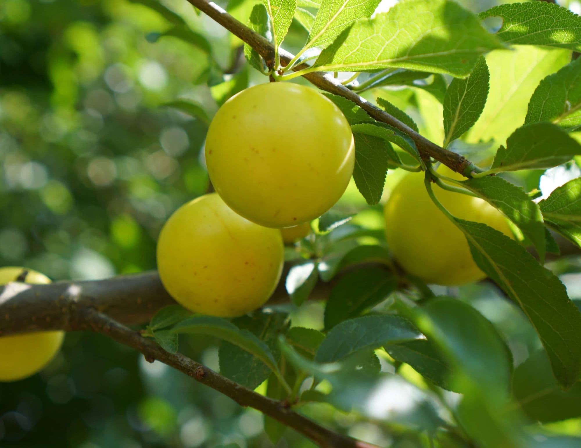 Siberische hybride-pruim Prunus salicifolia x cerasifera 'GEK'