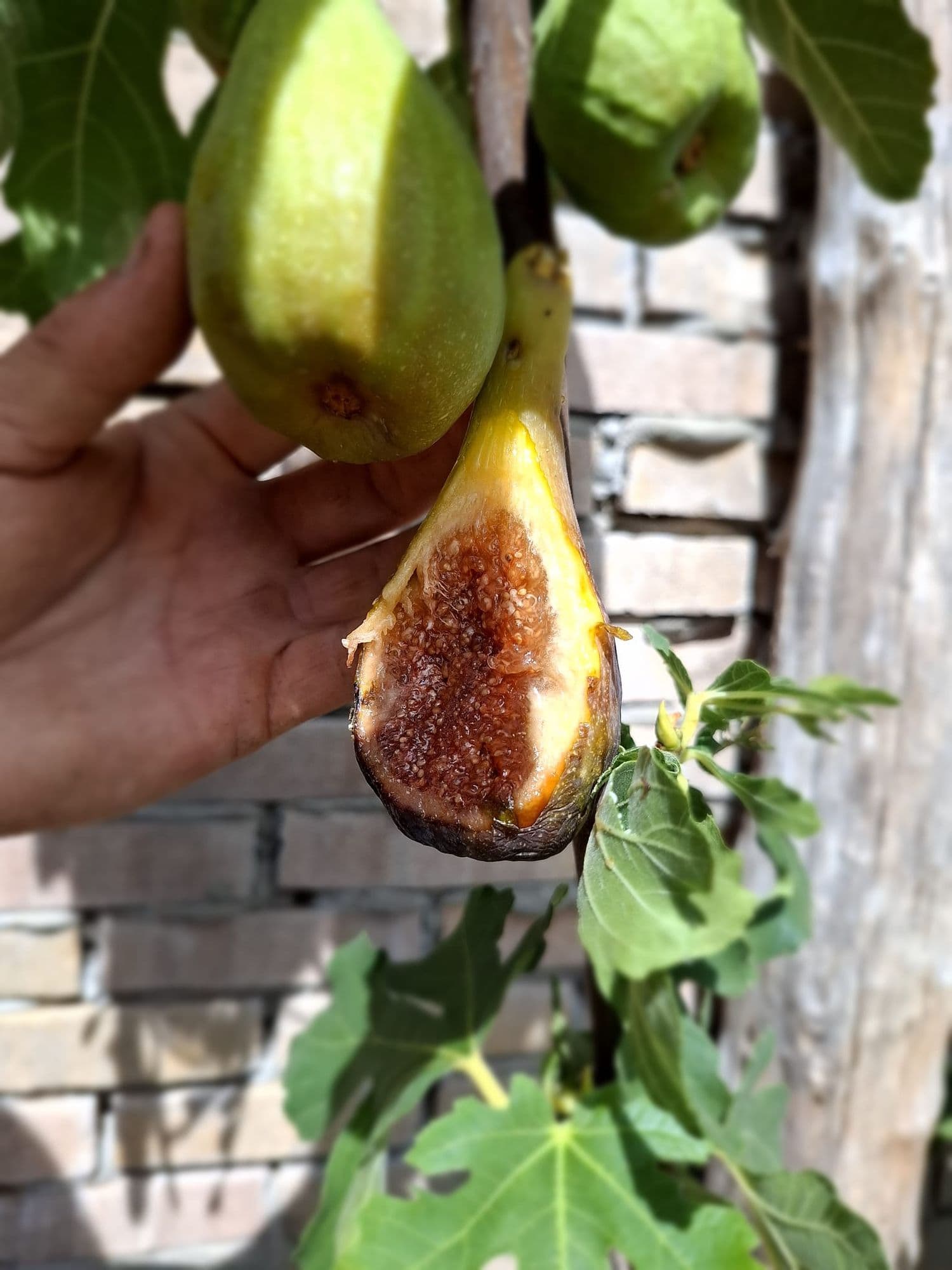 Vijg, Ficus Carcia 'Longue d'Aout' ( zoete giga vruchten!!) Spil in 3Lpot biowize gekweekt