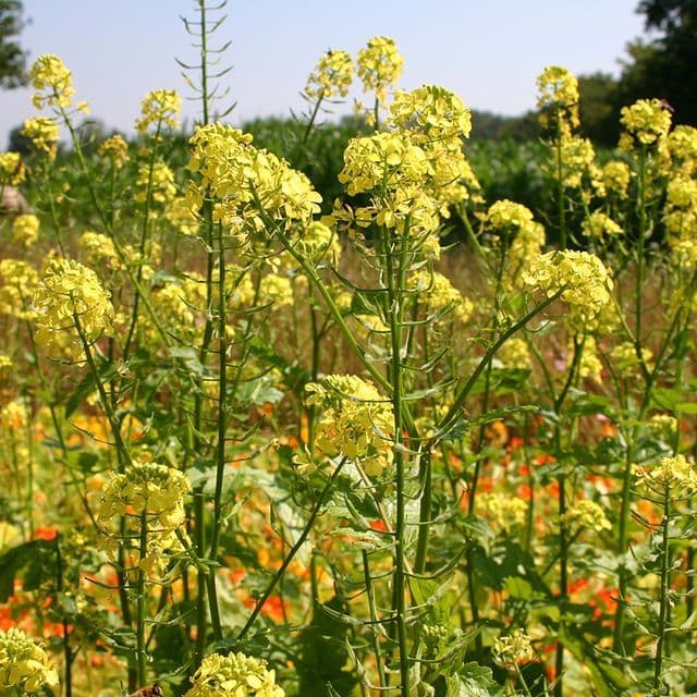 Gele mosterd - Groenbemester/Bijenplant BIO - zaden