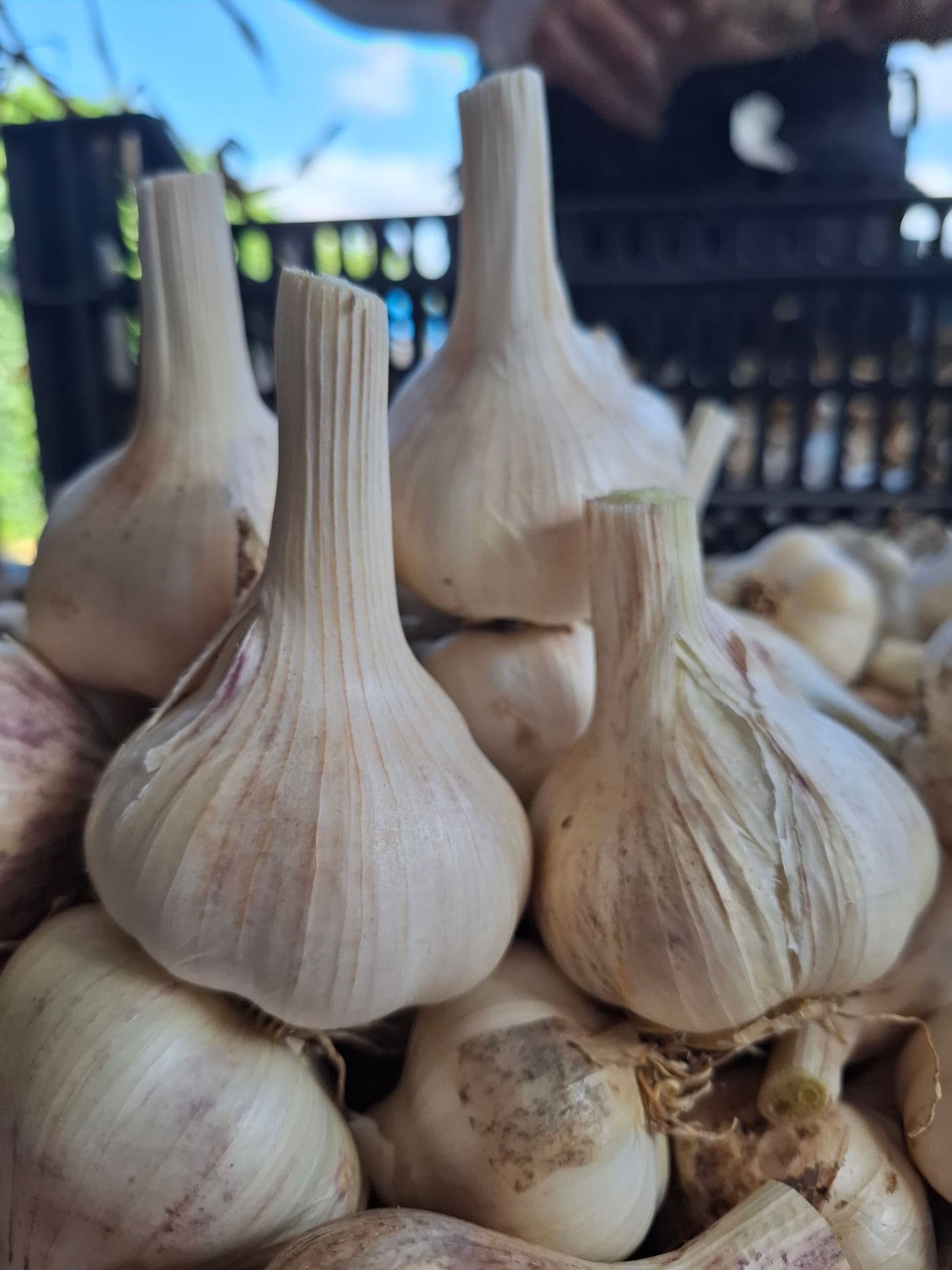 Milde Knoflook, Allium 'Inchellium Red'
