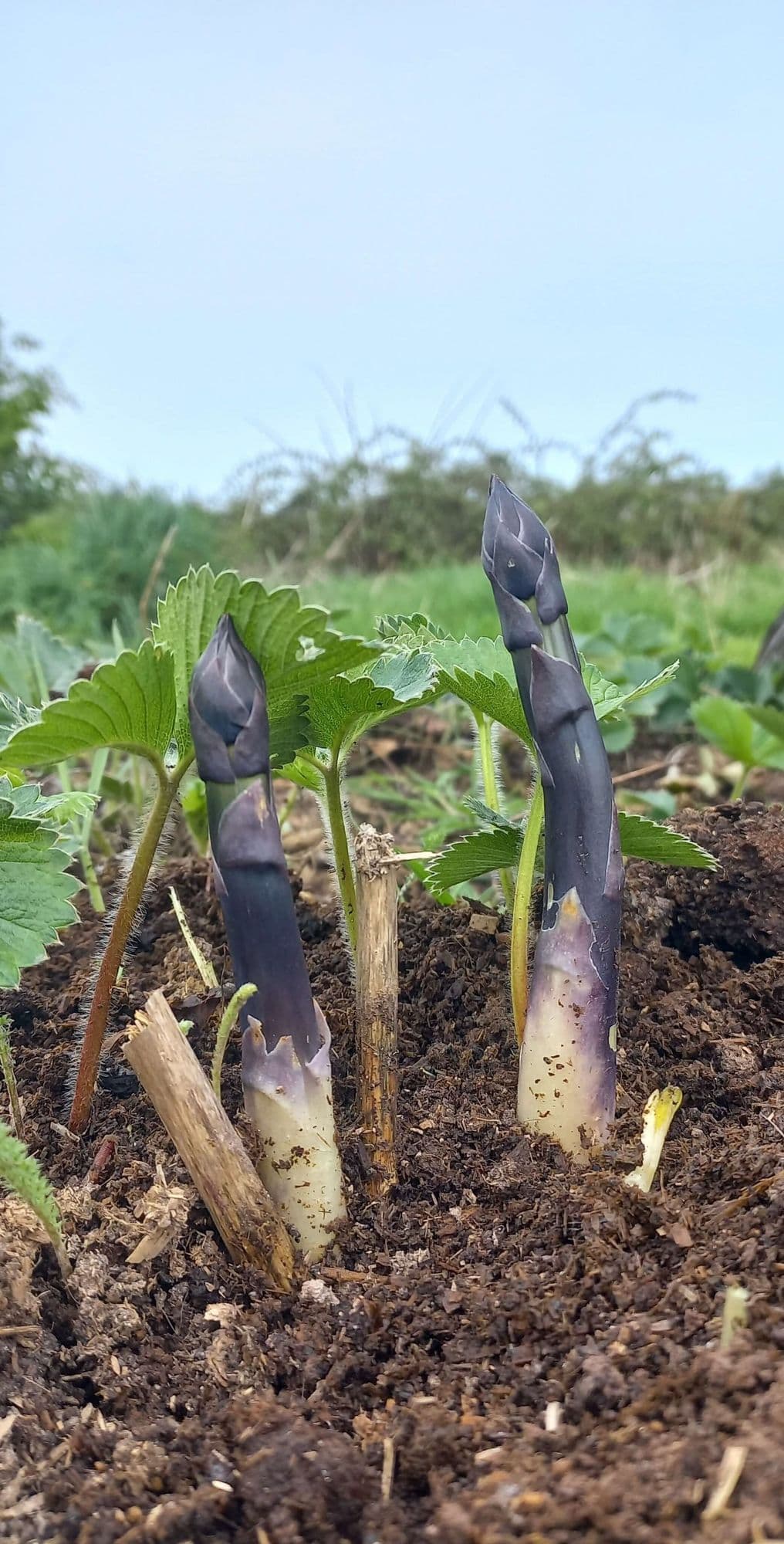 Paarse zoete Asperge, Asparagus 'Erasmus'