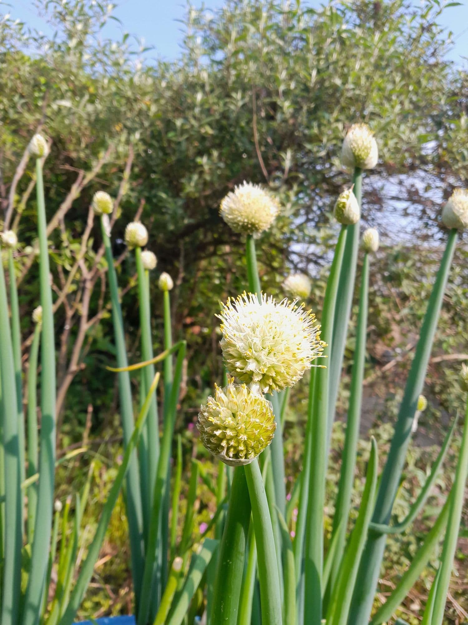 Altailook, Siberische reuzenbieslook, Allium altaicum in p9pot op biowijze gekweekt