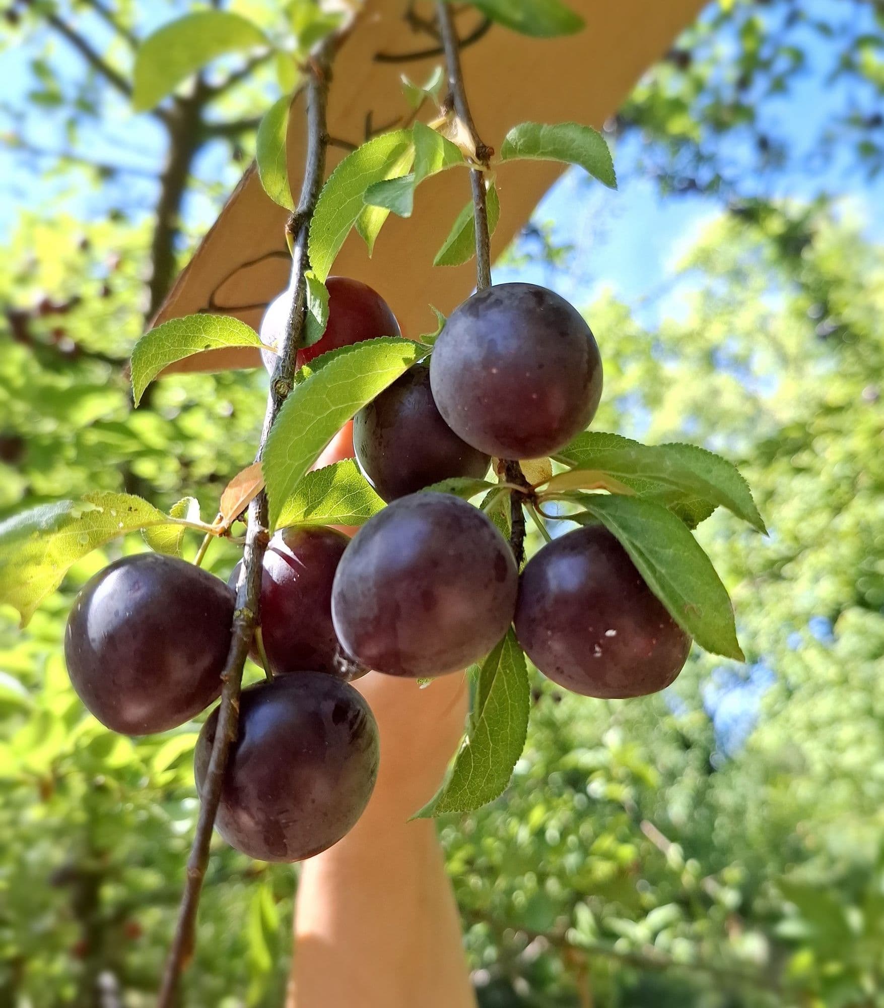 1 Kroos/kerspruim, Prunus c. 'Dark Robin'