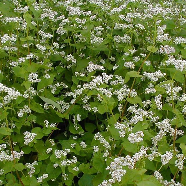 Boekweit - Groenbemester/Bijenplant BIO - zaden