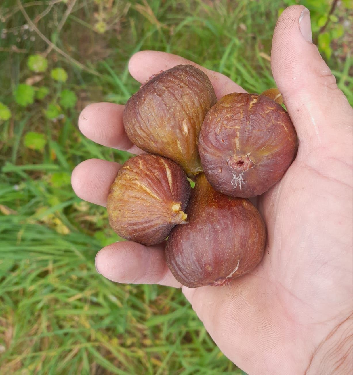 Vijg, Ficus carcia 'Brown Turkey' in 1Lpot met soms al vrucht